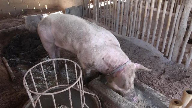 A pig eating food in the pig farm