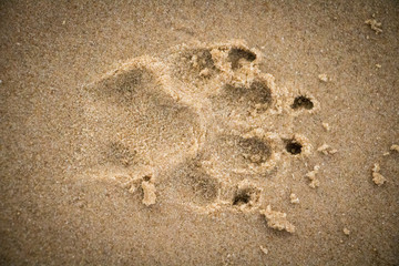Defined paw print in the sand
