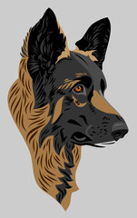 Portrait of a German Shepherd