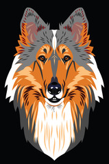 Portrait of a Collie Dog