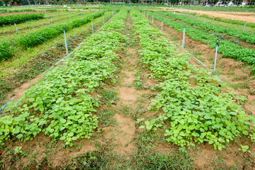 Fototapeta na wymiar Cultivation planting vegetables in garden