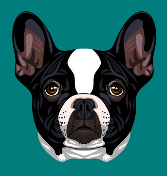 recommend clip art: Portrait of a French Bulldog