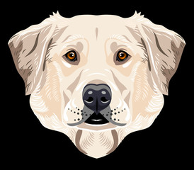 Portrait of a labrador dog breed