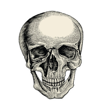 Human skull hand drawing vintage style,Anatomy of skull