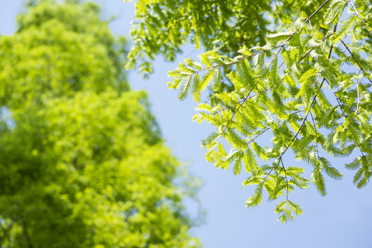 青空の下のメタセコイアの緑の葉