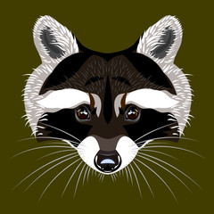 Obraz premium Picture of a raccoon