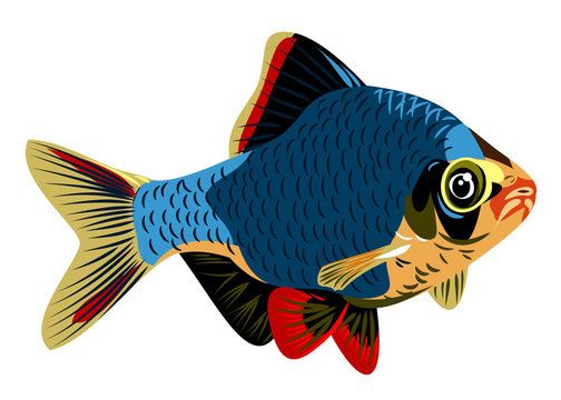 Image of decorative fish