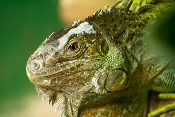Lizard close up