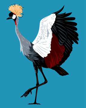 Picture of the Crowned Crane