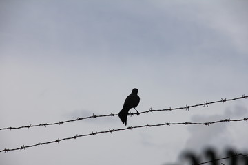 Bird at the barbed wire