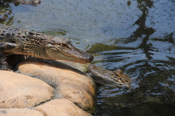 Alligator Florida Wild 
