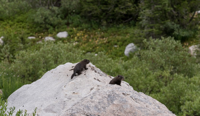 Young Marmot Perched on Rock
