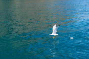 Sea gull takes off from the water