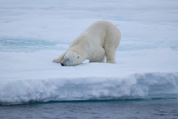 Obraz na płótnie Canvas Polar Bear on an Ice Flow north of Svalbard, Norway