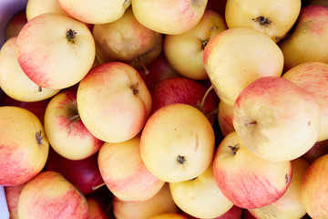 Collection of organic apples from Polish crops. 