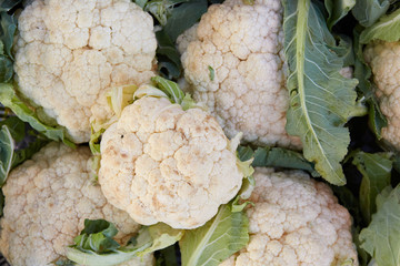 Cauliflower Brassica oleracea L. var.botrytis L - valuable and healthy vegetable. 