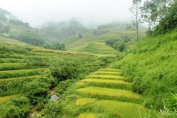 scenery with rice fields in terraces under the rain and the fog in the Sapa vale in Vietnam.