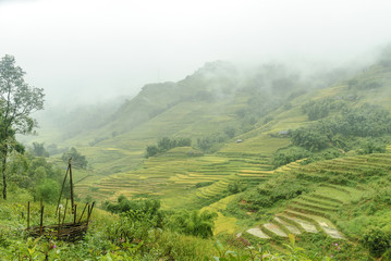 scenery with rice fields in terraces under the rain and the fog in the Sapa vale in Vietnam.