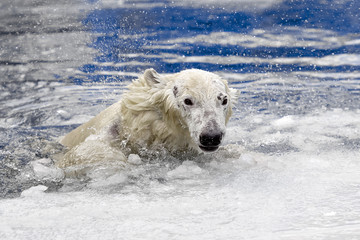 White bear in the sea (Ursus maritimus), swimming in the ice. king of the arctic