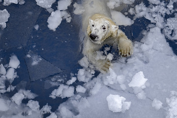 White bear in the sea (Ursus maritimus), swimming in the ice. king of the arctic