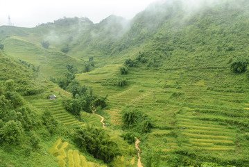 scenery with rice fields in terraces under the rain and the fog in the Sapa vale in Vietnam.