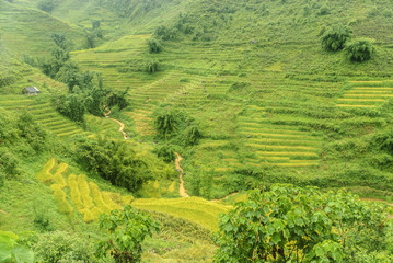 scenery with rice fields in terraces under the rain and the fog in the Sapa vale in Vietnam.