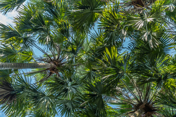 Fototapeta na wymiar Green palm trees