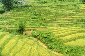 scenery with rice fields in terraces under the rain and the fog in the Sapa vale in Vietnam.