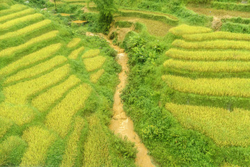 scenery with rice fields in terraces under the rain and the fog in the Sapa vale in Vietnam.