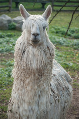 lama blanc