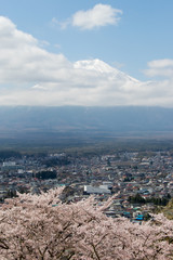 Mount Fuji that is the famous landmark in Japan with white cloud and sakura blossom as foreground on blue sky background