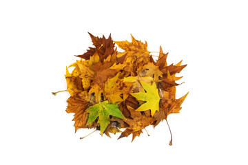 Fototapeta premium Autumn heap