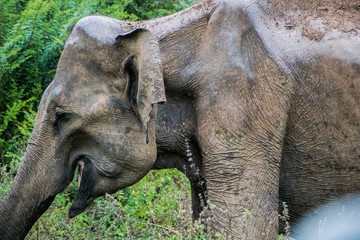 Laughing elephant