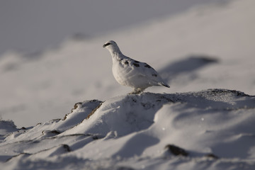 ptarmigan, Lagopus muta, close up portrait while perched, stood amongst new snow on a slope in the cairngorm national park, Scotland.