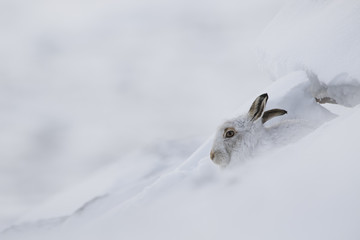 mountain hare, Lepus timidus, close up portrait during winter with snow on a slope in the cairngorm national park