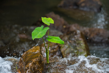 green Alocasia,green lotus, in the waterfall
