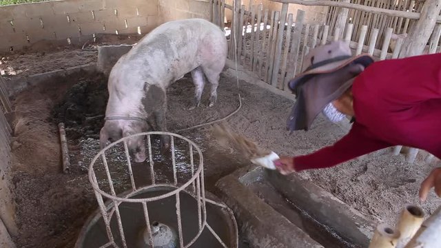 farm worker feeding pig at the farm
