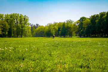 Horse graze in a grassy field