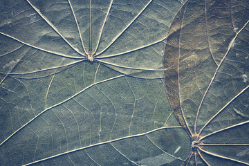 Extreme close up picture of old compressed leaves with visible veins and specks, natural abstract background, color toned.