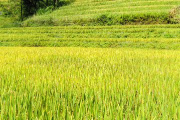 vegetable texture with the ricefields in Sapa valley in Vietnam.