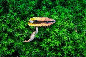 Ökologie, Pflanzenwelten