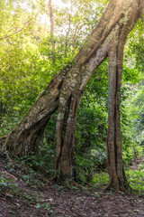 sunrise scenic with stone in foreground