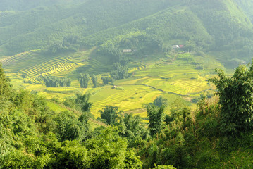 sight of the fields of rice cultivated in terraces in the Sapa valey in Vietnam.