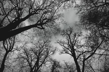 Trees and branches against the sky