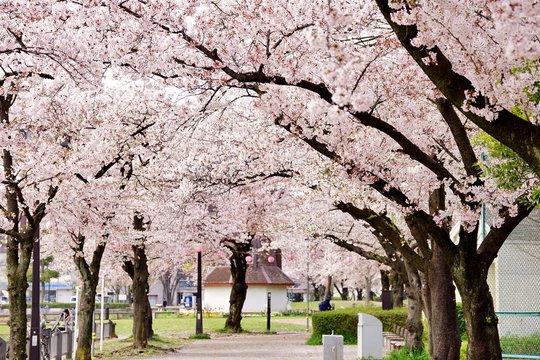 公園の桜