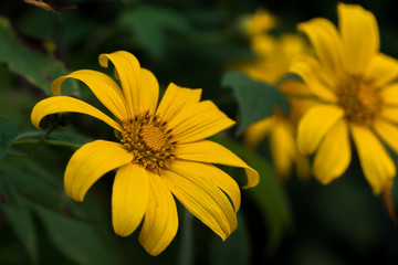 blooming season,  Tree marigold, yellow flower