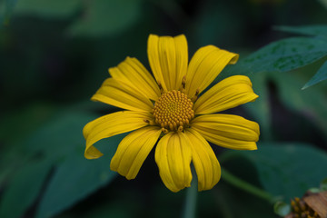 blooming season,  Tree marigold, yellow flower