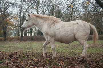 portrait de cheval blanc marchant dans une prairie