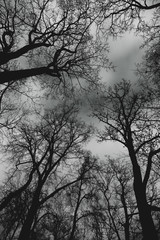 Trees and branches against the sky