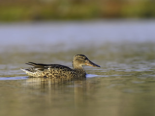 Female Northern Shoveler Swimming in Early Morning Light